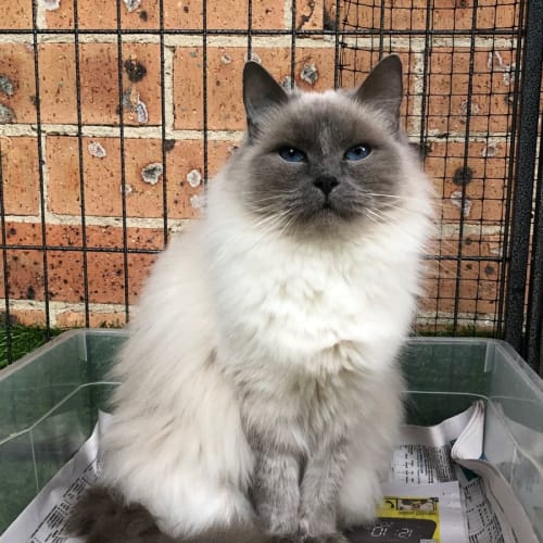 Coco