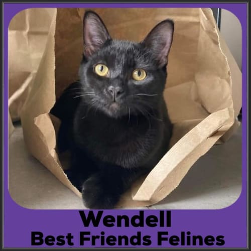 Wendell 