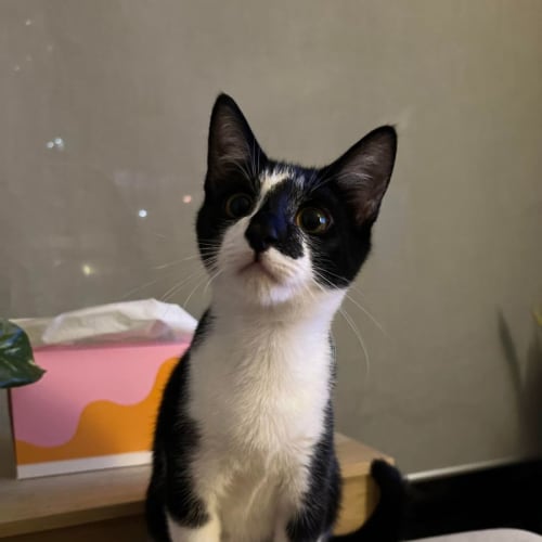 Prince - Located in Melbourne