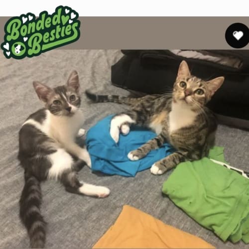 Penny & Luna