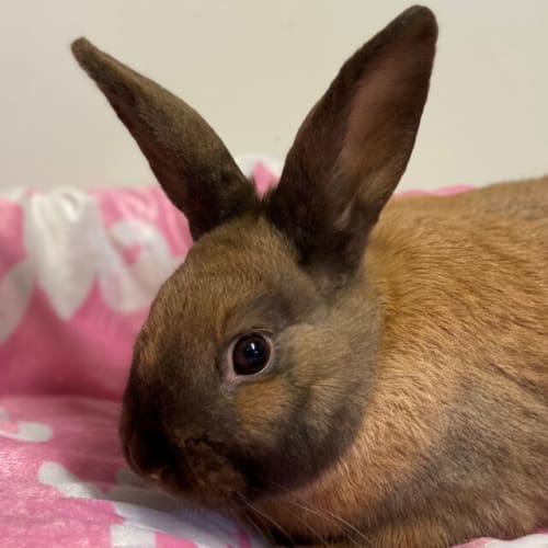 Sweetpea