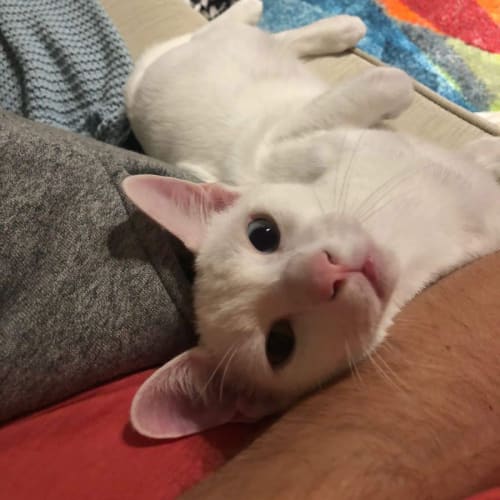 Blanca