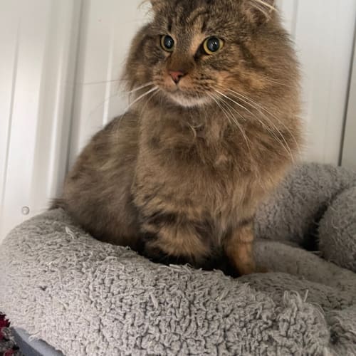 Fonzie