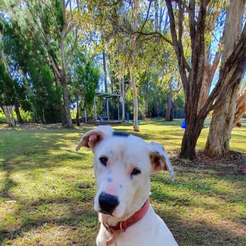 Nova