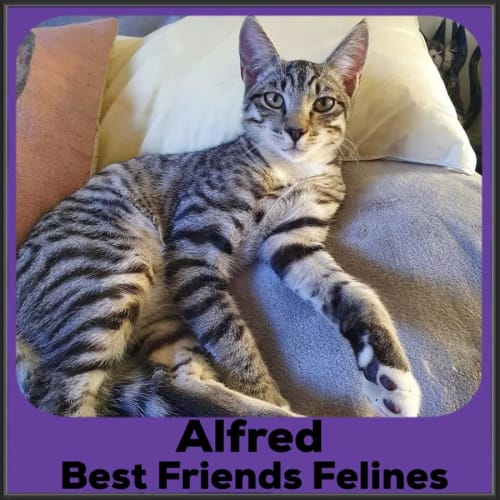 Alfred 