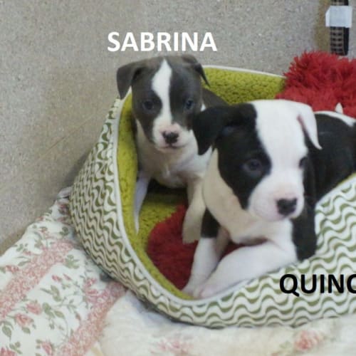 Sabrina