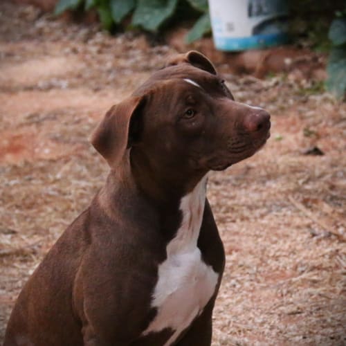 Cocoa