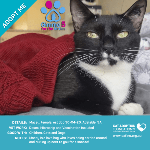 Macey Just $39 Limited Time!