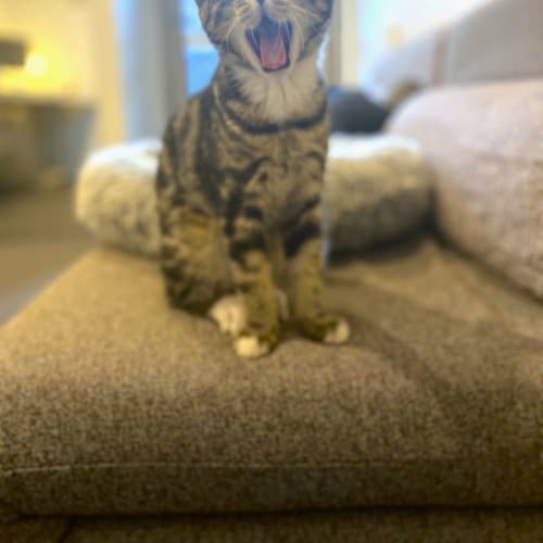 Mork