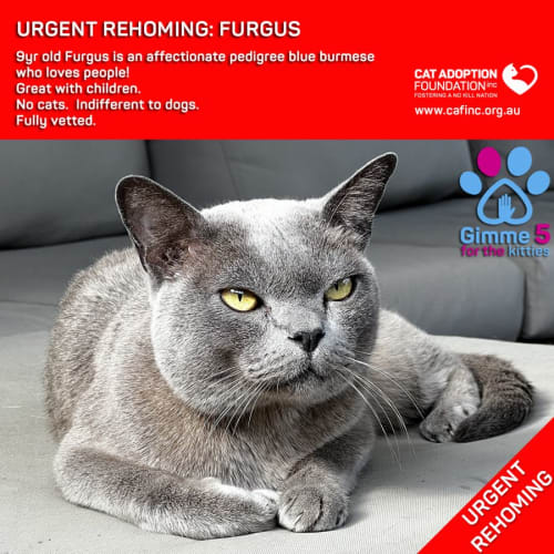 Furgus Private Rehoming No Charge!