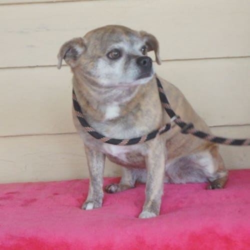 Dulcie