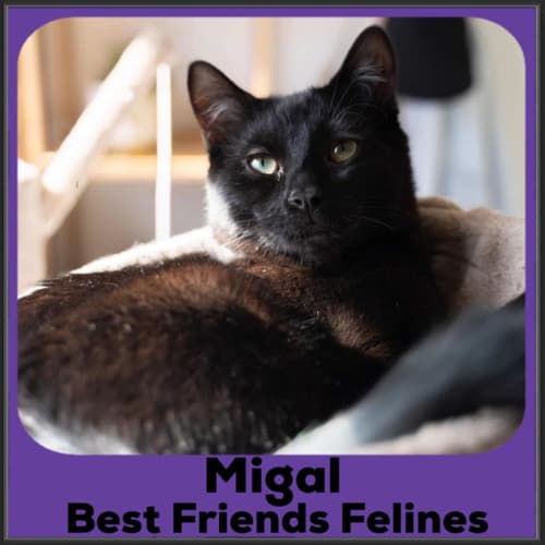 Migal 
