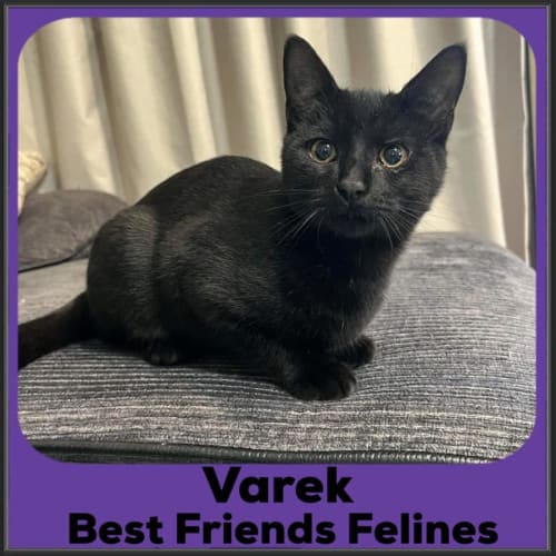 Varek