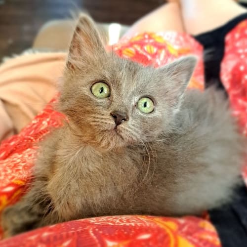 Tina