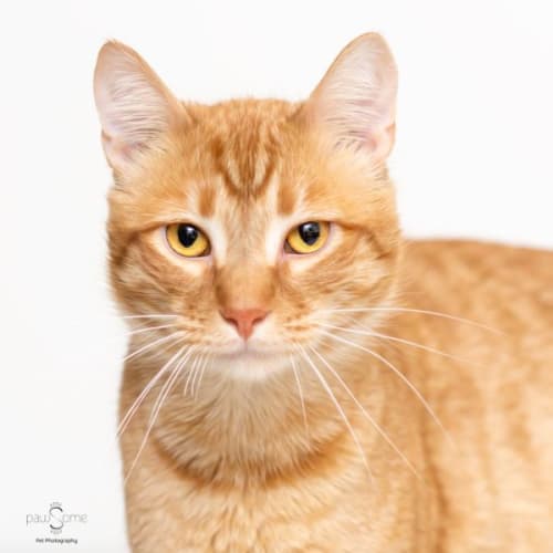 Nemo **2nd Chance Cat Rescue**