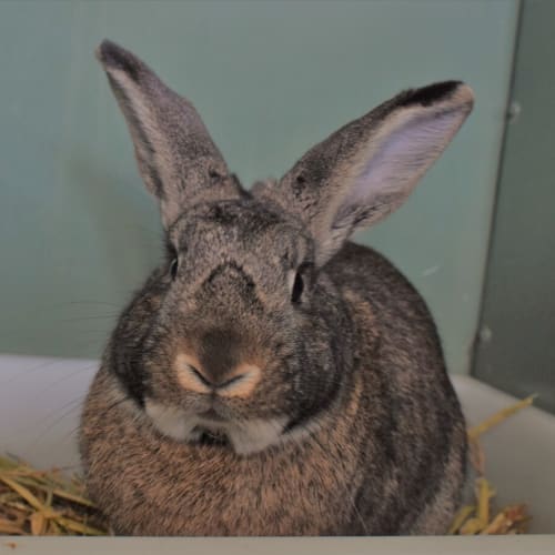 Thumper