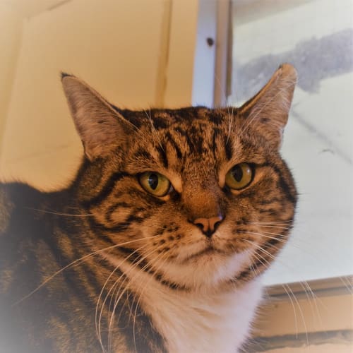 Chicco