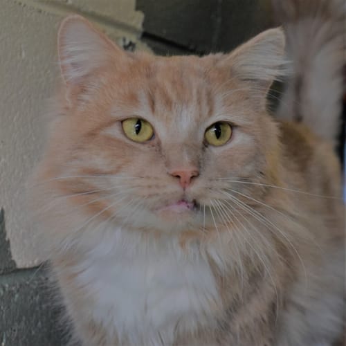 Max