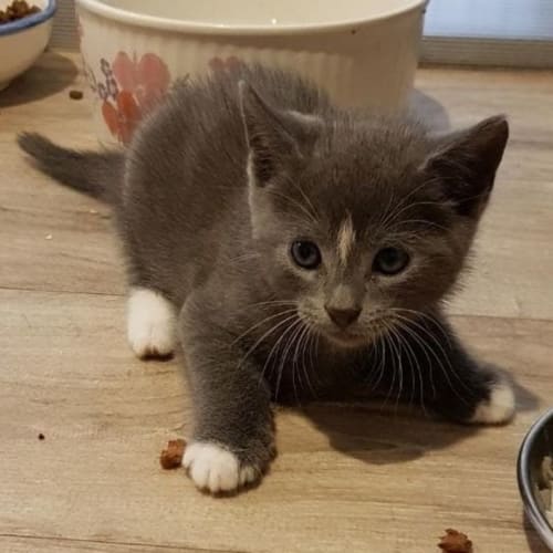 Atticus**2nd Chance Cat Rescue**