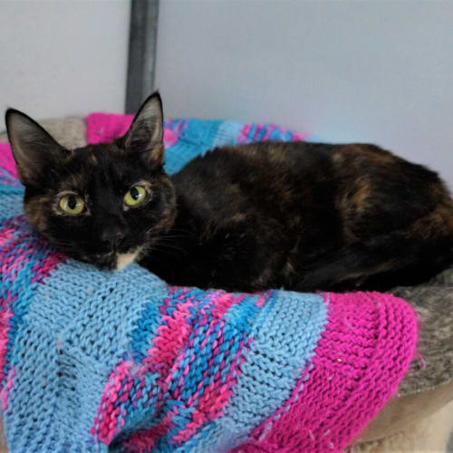 Lila