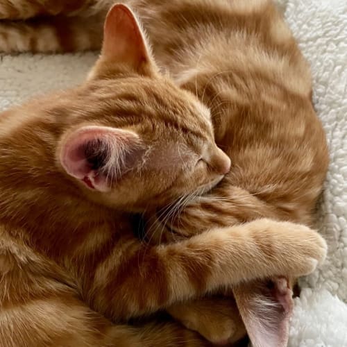 Tango
