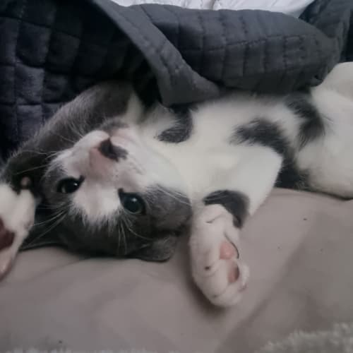 Leo