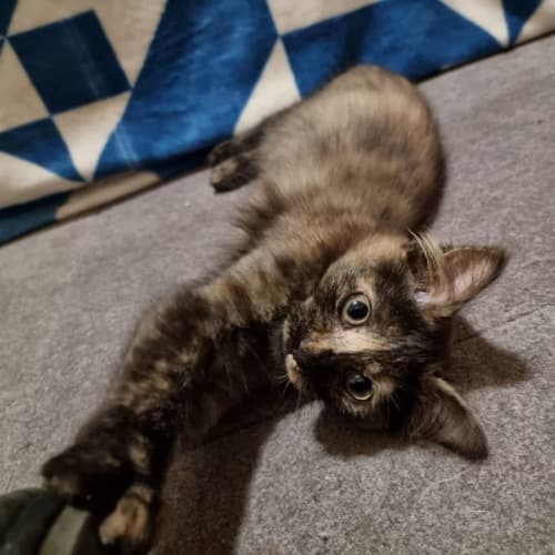 Cosmo