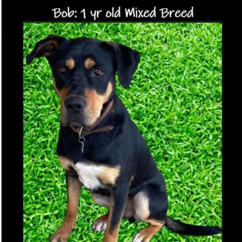 Bob ~ 1yr Old Mixed Breed
