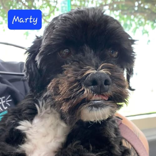Marty