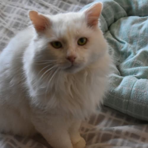 Oscar