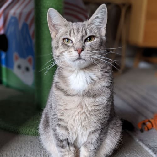 Bruce - Located in Coburg