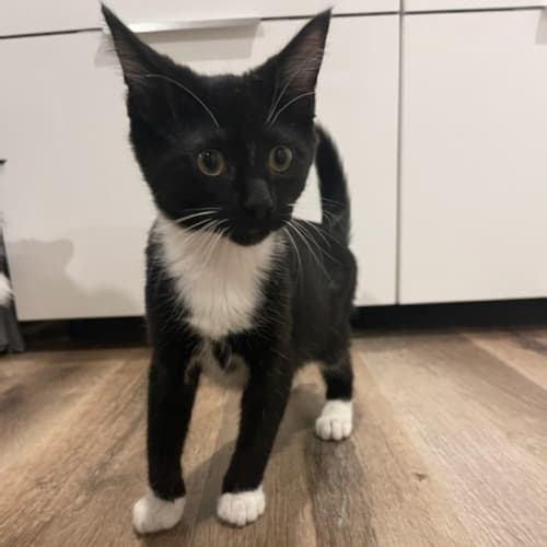 Boots ~ Meet me @ PetStock Mornington Central 😽