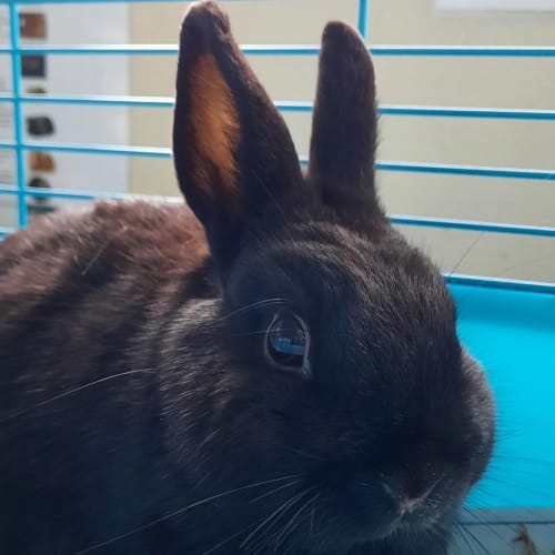 Benny