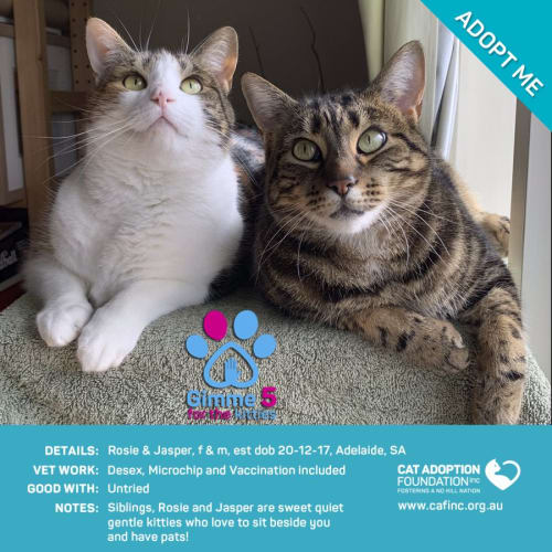Rosie & Jasper Just $39 Limited Time!