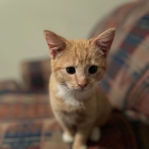 Simba