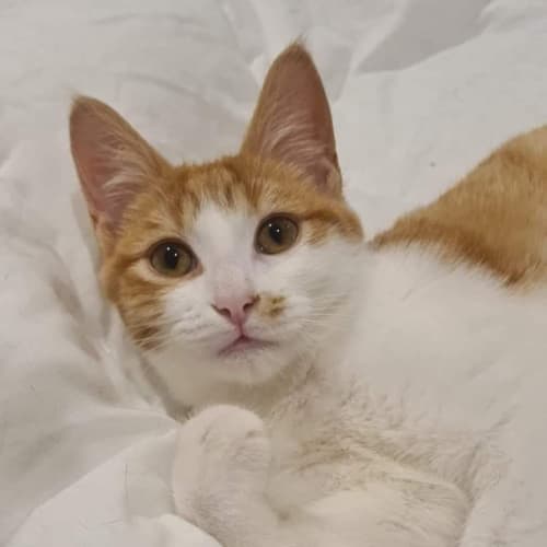 Enya 🧡
