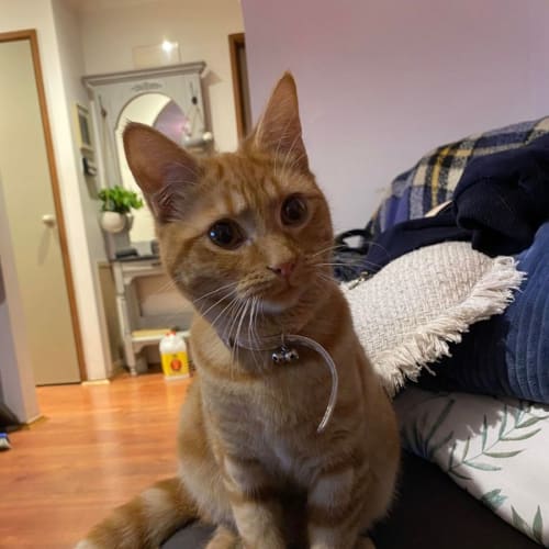 Eddy **2nd Chance Cat Rescue**