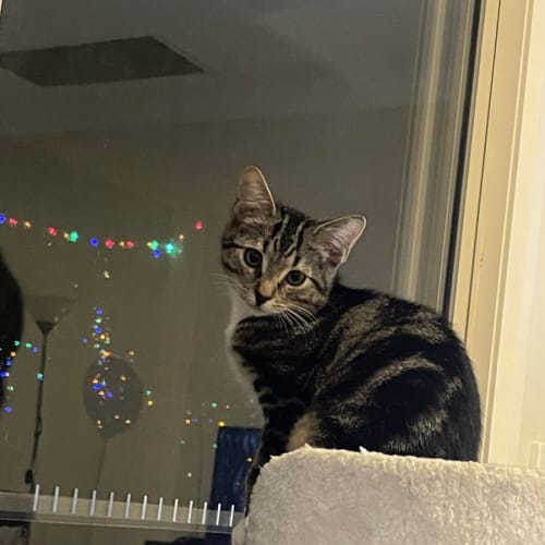 Lia**2nd Chance Cat Rescue"