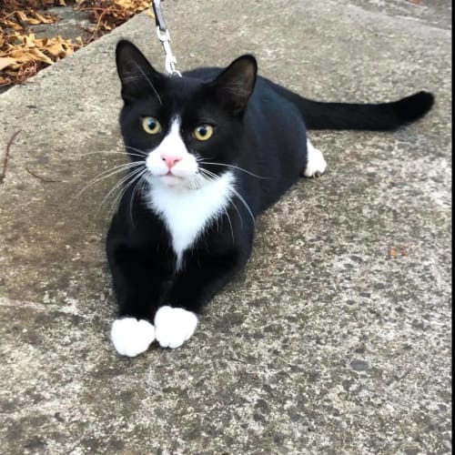 Mittens**2nd Chance Cat Rescue**