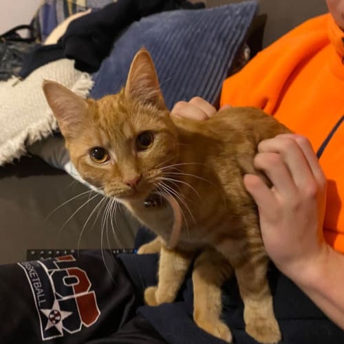 Billy **2nd Chance Cat Rescue**