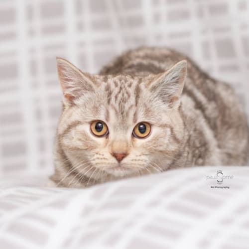 Winnie**2nd Chance Cat Rescue**