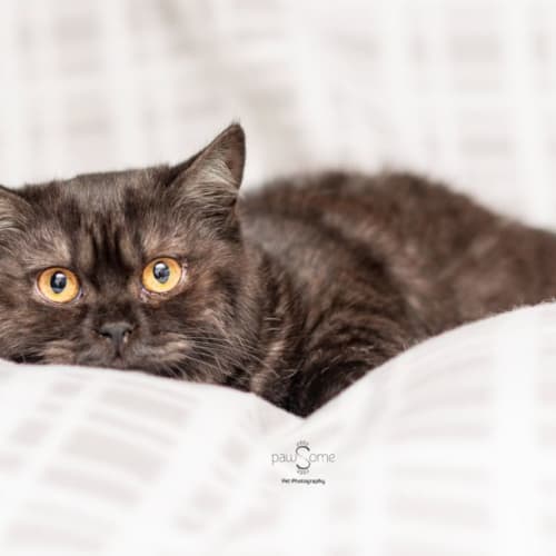 Maggie**2nd Chance Cat Rescue**