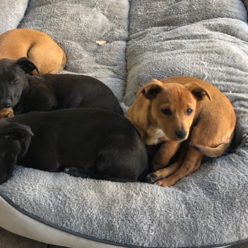 Marvelous Marvel Litter ~ Jack Russell X Puppies