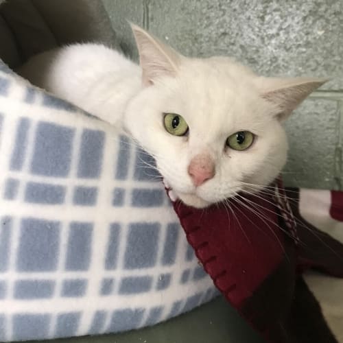 Casper