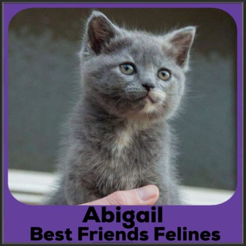 Abigail 