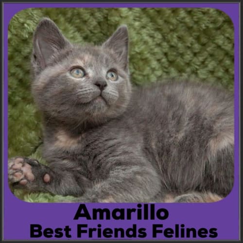 Amarillo 