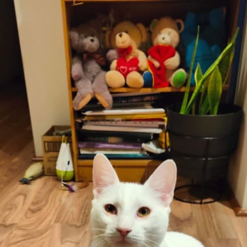 Albus 