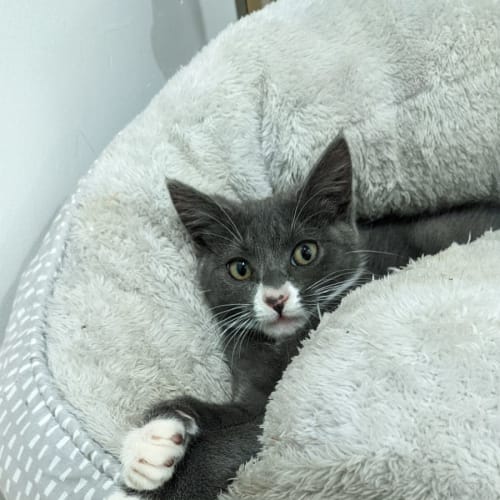 Stormie - Located in Glenroy