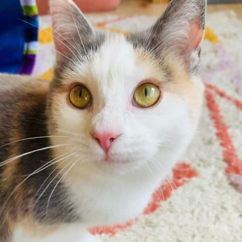 Annabelle - Located in Thornbury