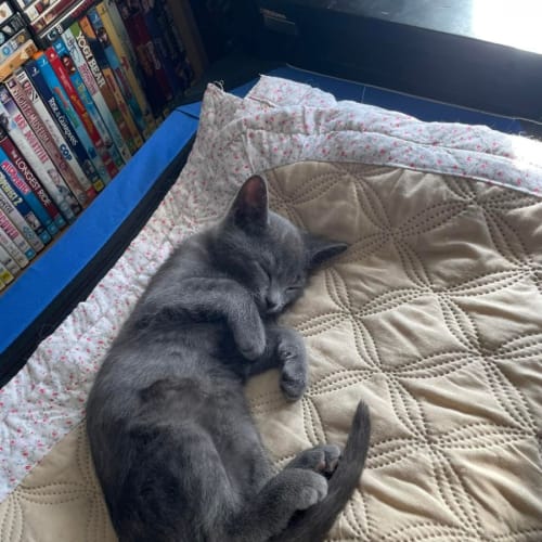 Meeko**2nd Chance Cat Rescue**